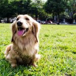 farry hsu社群爆紅影片主角:可樂